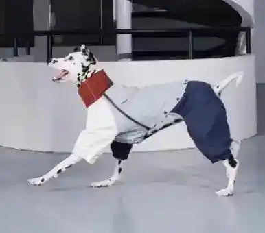 Impermeabile per Cani Neptune 4 Zampe - Antipioggia Antivento by Dog Moda