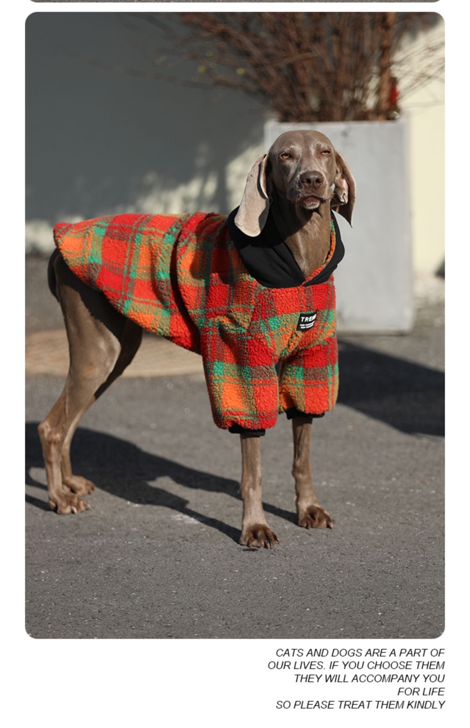 Weimaraner Dog Coat "Trend" with Fleece Hood