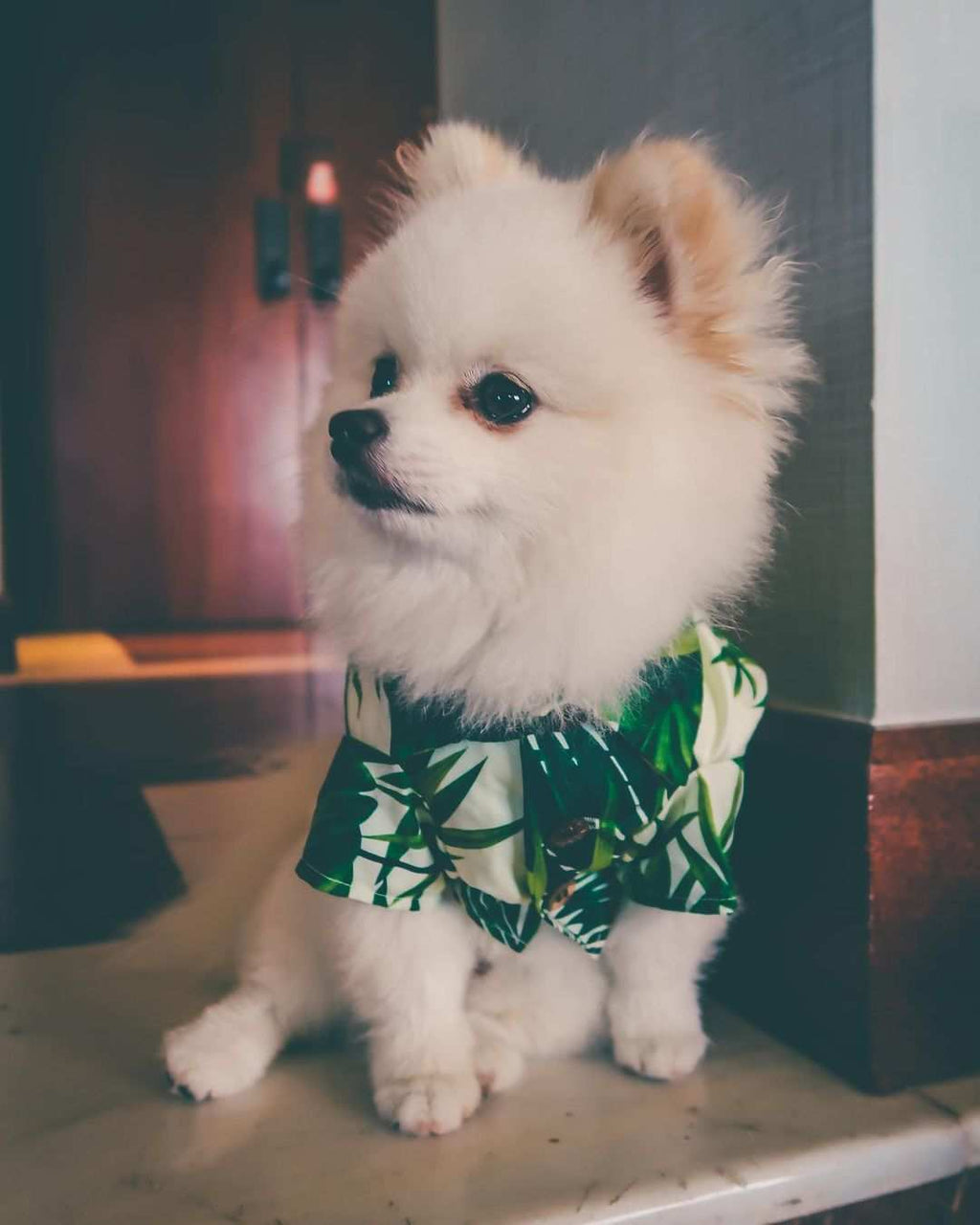 Hundeshirt "Waikiki"