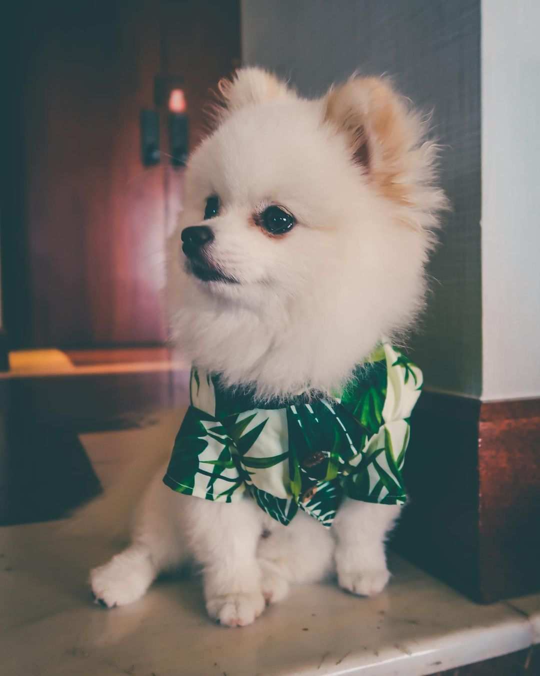 Dog Shirt "Waikiki"