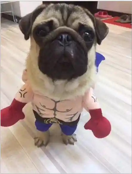 Costume Boxer Cani Gatti - Felpa Divertente con Guantoni by Dog Moda