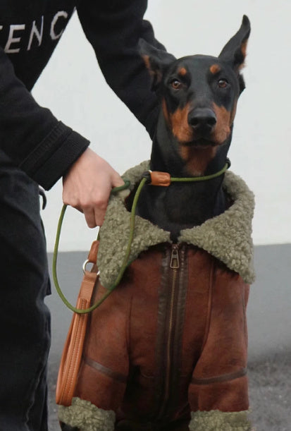 Giacca Jeans per Cani con Collo in Pile - Caldo e Stiloso