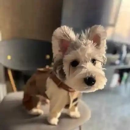 Salopette per Cani con Bretelle - Stile British Premium