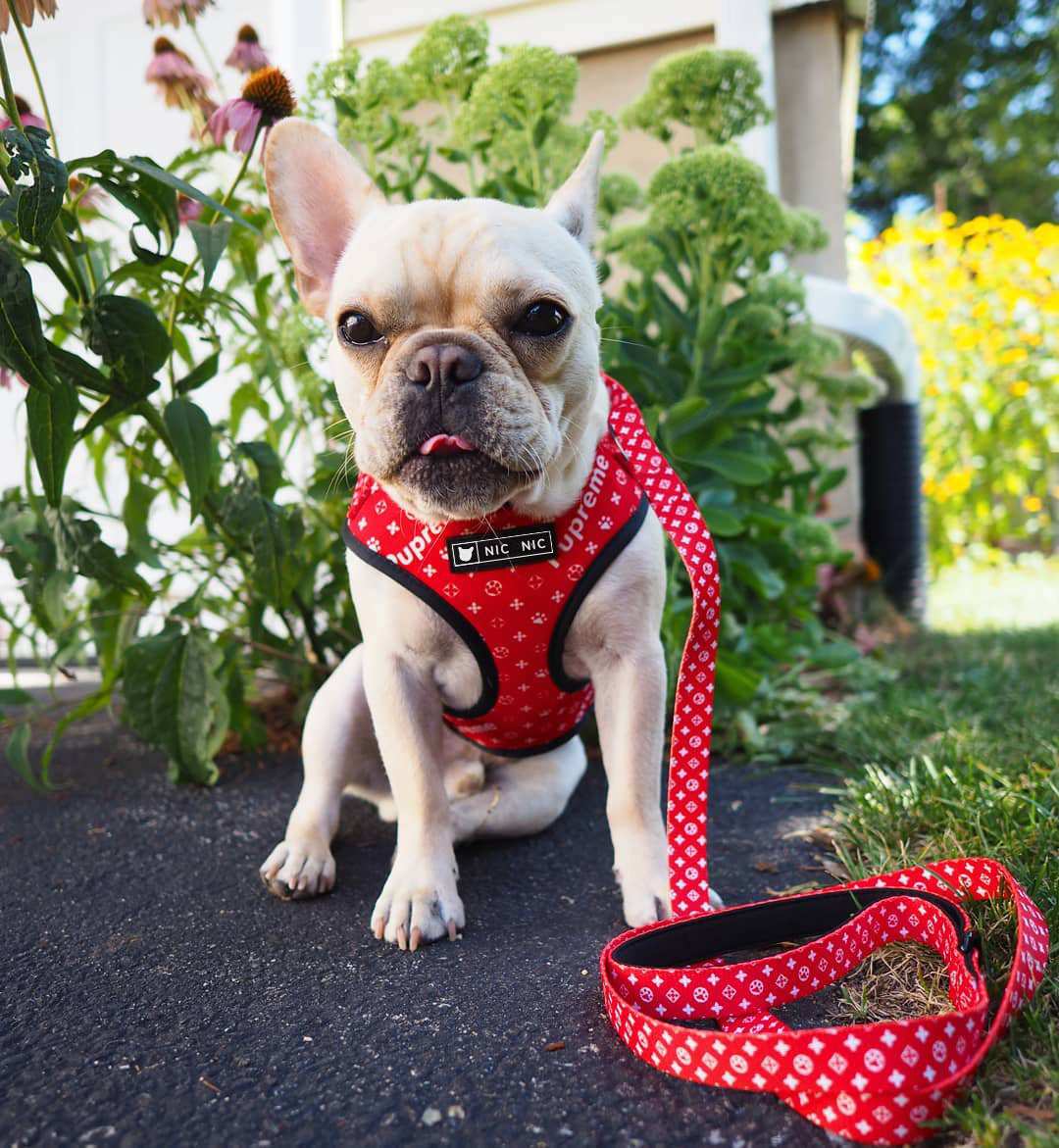 Red Pupreme Dog Harness and Leash Set "NicNic"