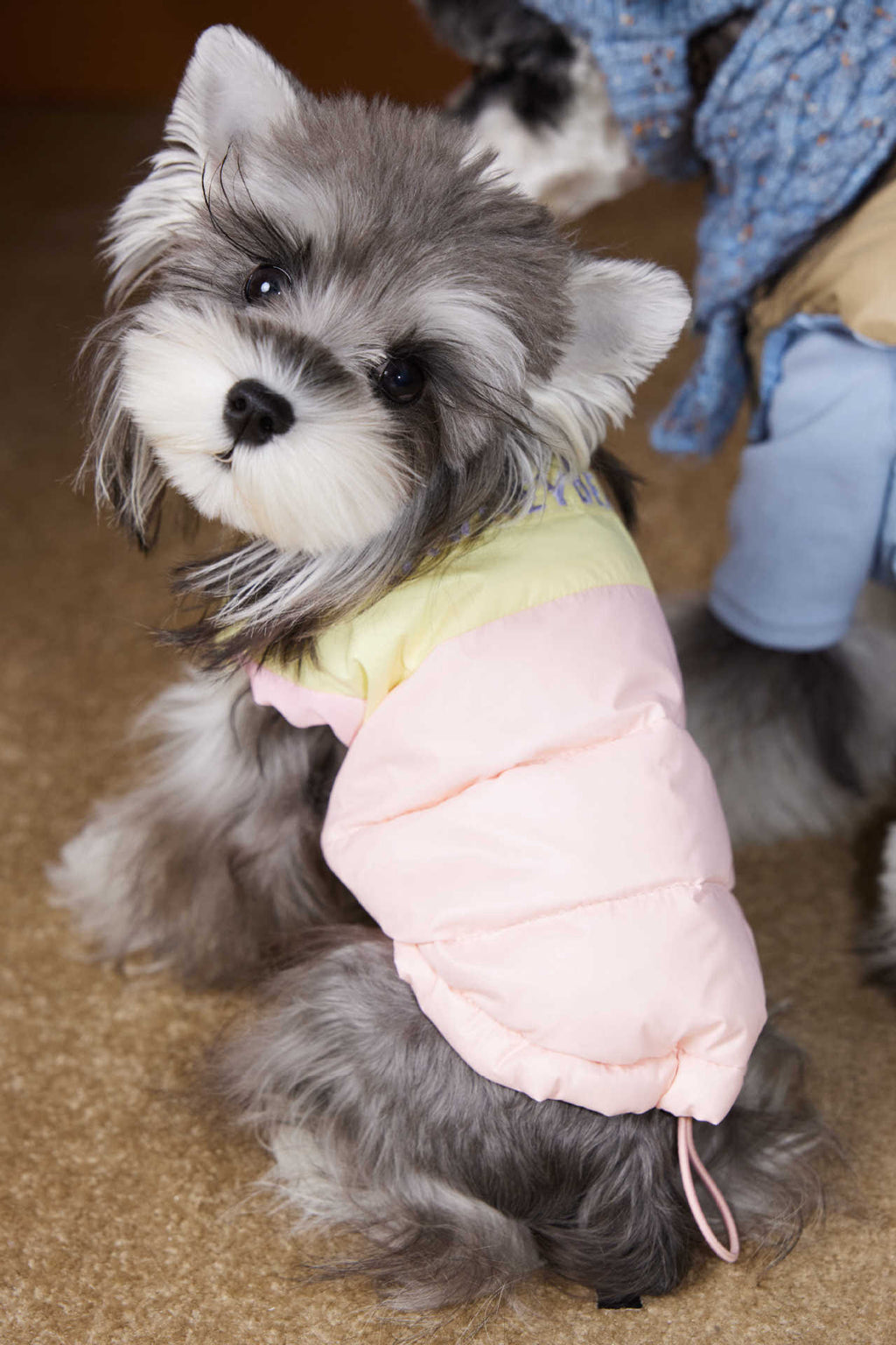 Cappotto Cane Imbottito Tawney Bear - Gilet Invernale