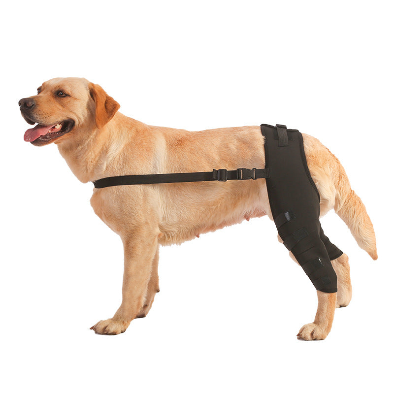 Dog Hind Leg Brace | Post-op Recovery | DogModa