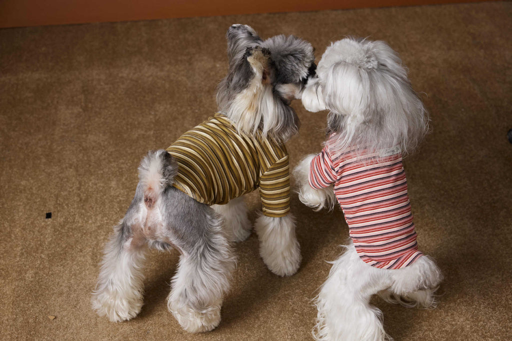 Maglia per Cani a Righe Tawney Bear - Stile Casual