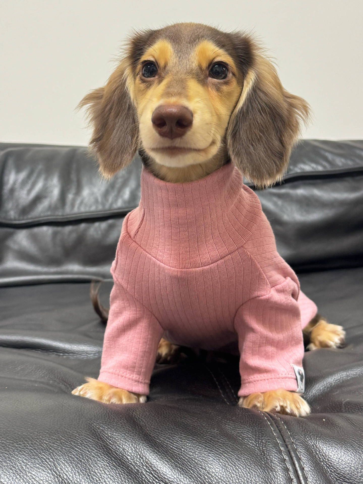 Jersey de Cuello Alto para Perros y Gatos - Algodón Suave Insta-Style