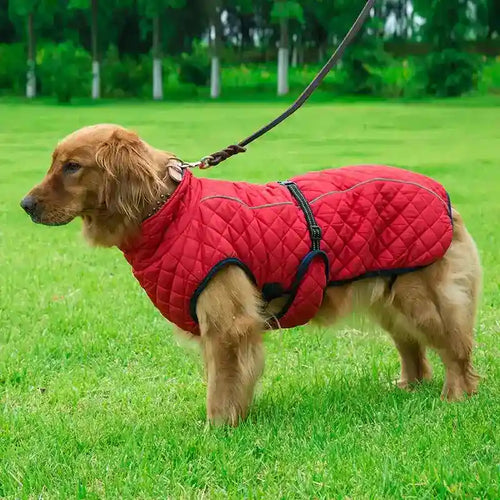 Golden retriever wearing a red quilted dog coat on green grass outdoors with leash attached