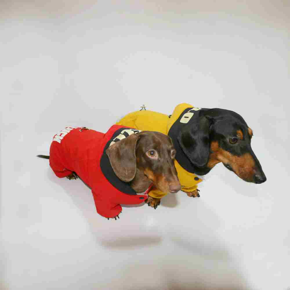 Impermeable para Teckel “Buena Suerte” – Caliente, Cómodo y Estiloso