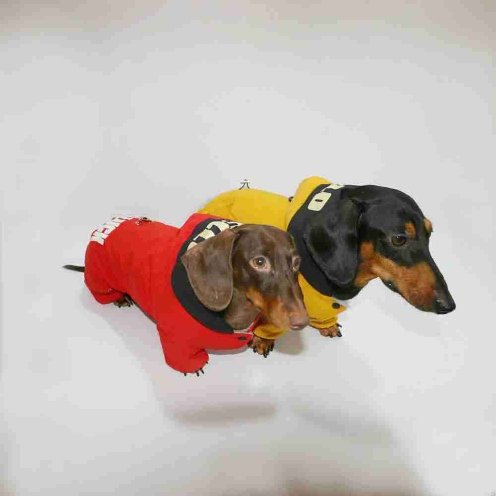 Impermeabile per Bassotto “Good Luck” – Caldo, Comodo e Stiloso by Dog Moda