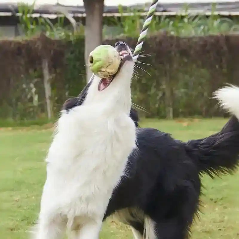 犬用ゴムボールロープおもちゃ - インタラクティブ引っ張り遊び