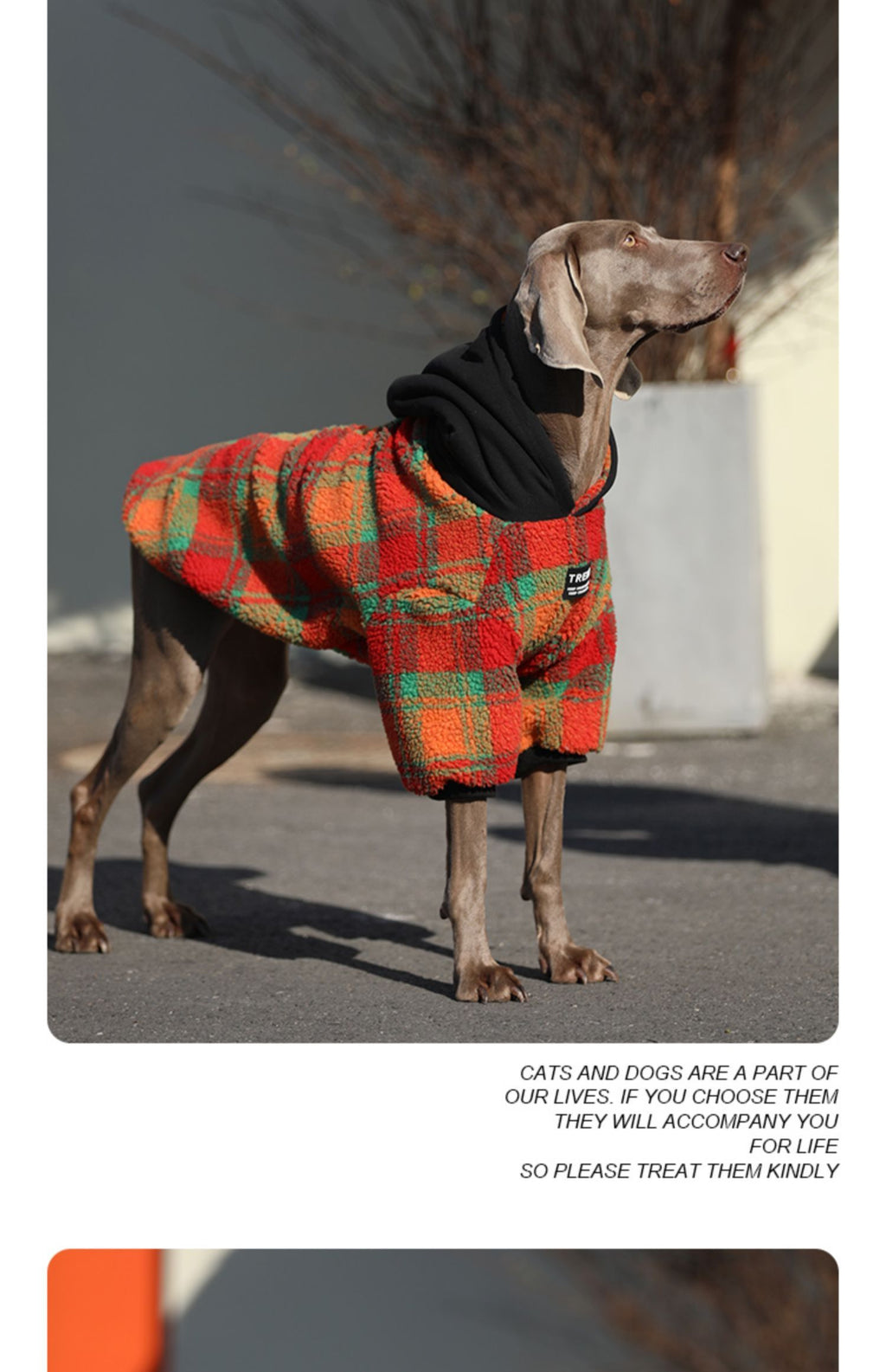 Weimaraner Dog Coat "Trend" with Fleece Hood
