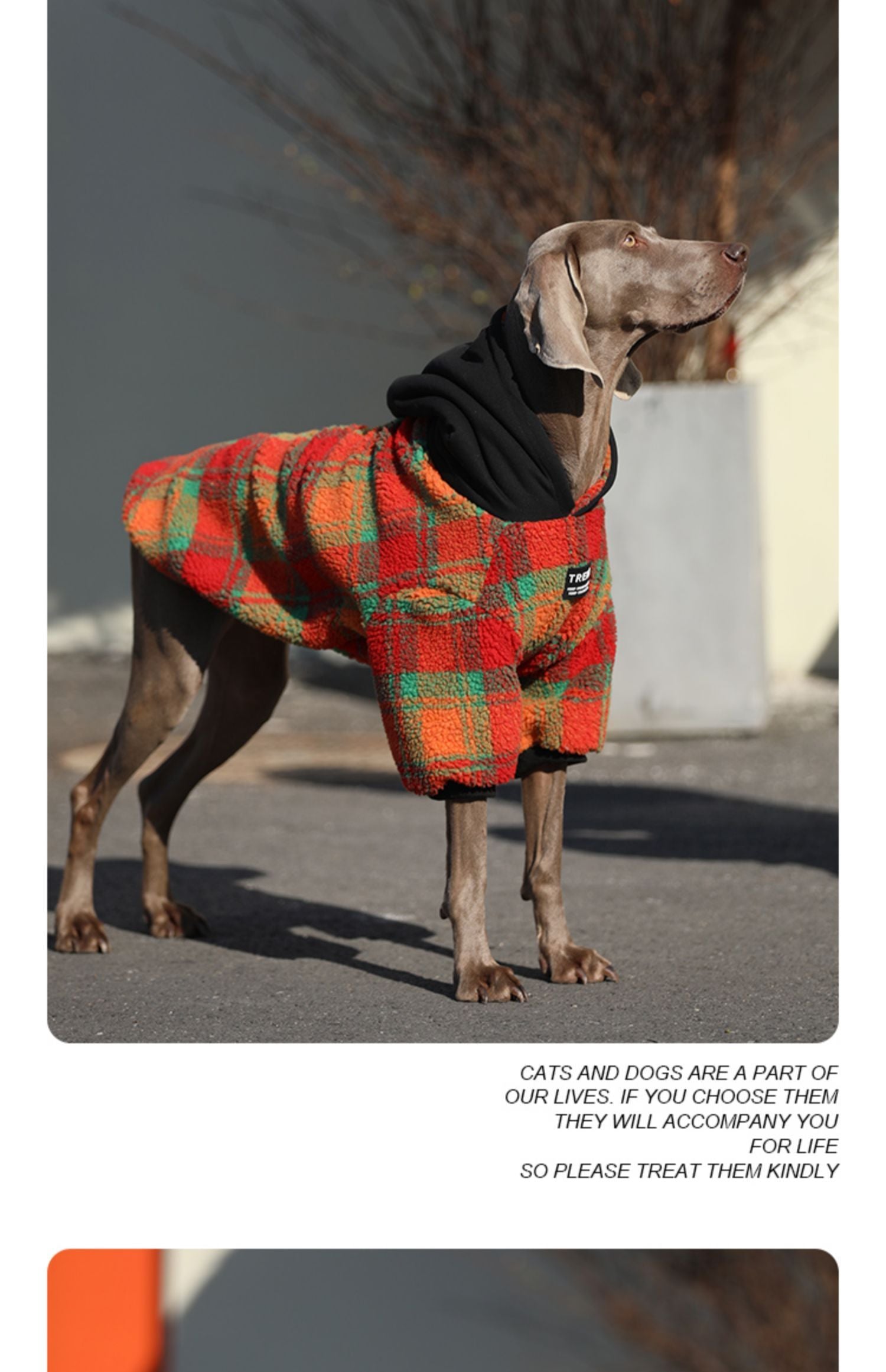 Weimaraner Dog Coat "Trend" with Fleece Hood