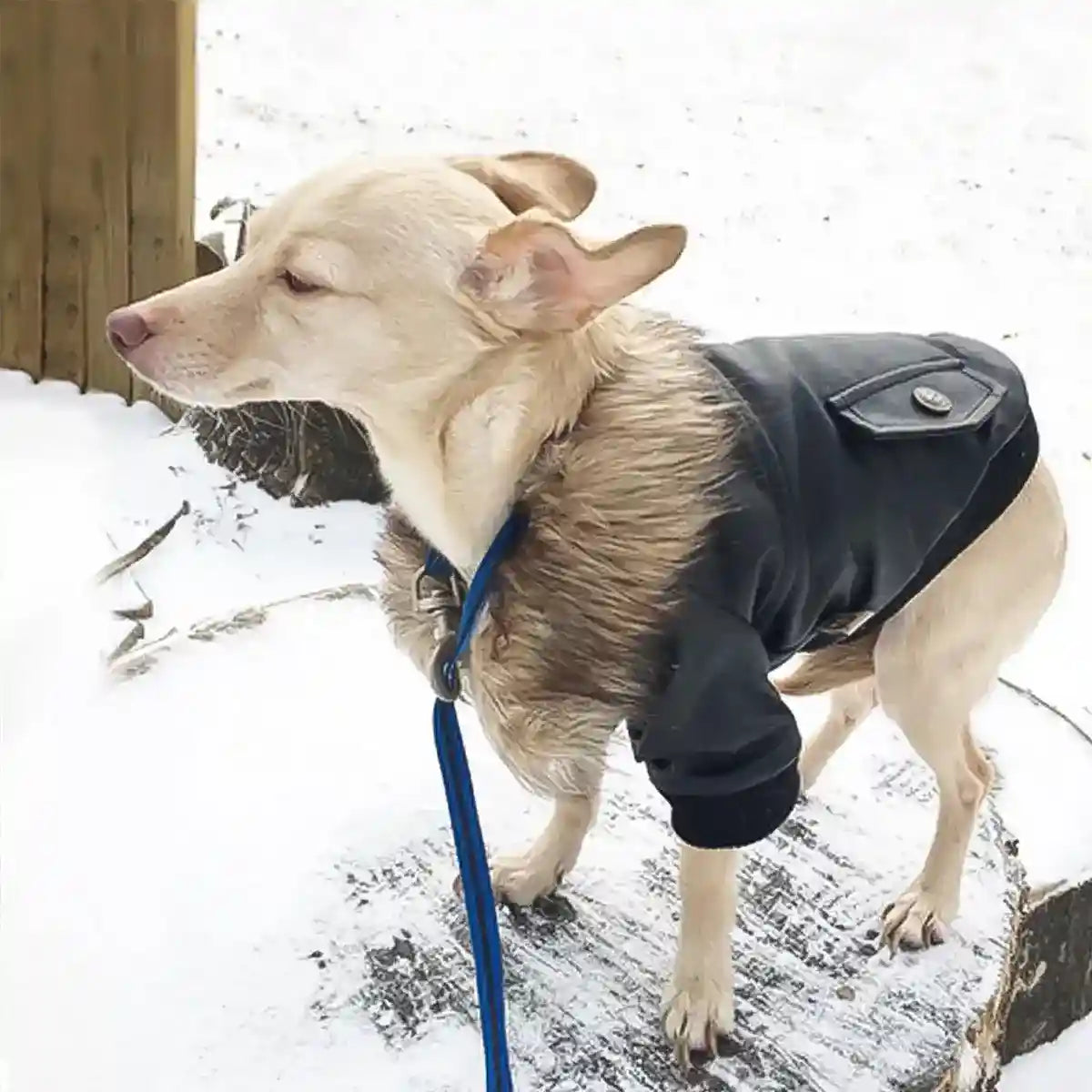 Abrigo de Invierno Impermeable para Perros con Pelaje