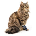 Tutore Ortopedico Zampa Anteriore Gatto - Splint