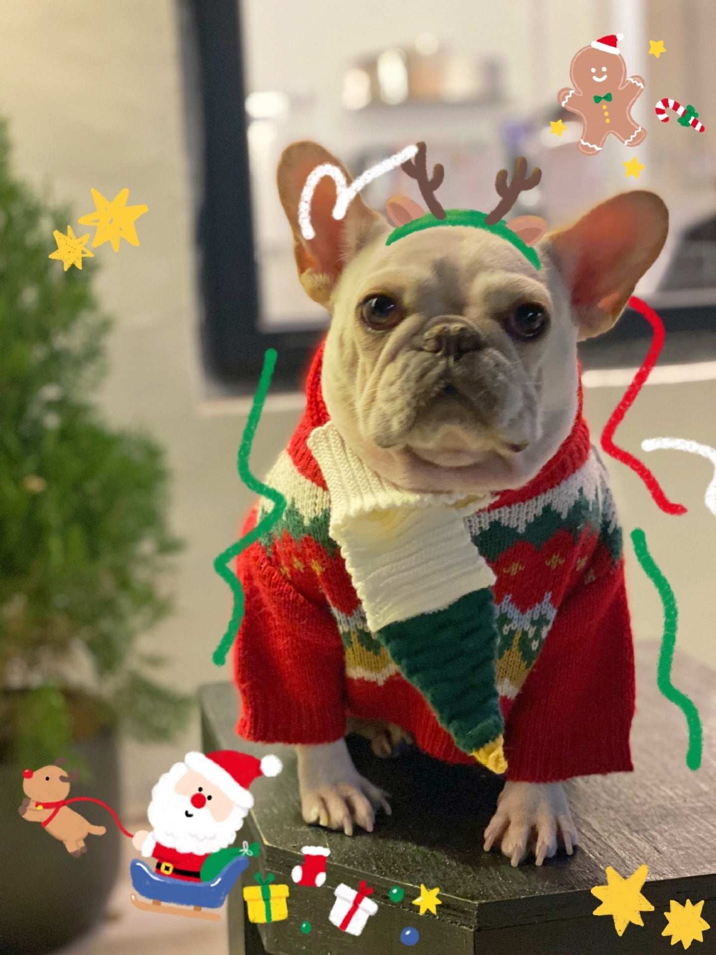 Red Dog Sweater with Christmas Embroidery and White Pom Pom