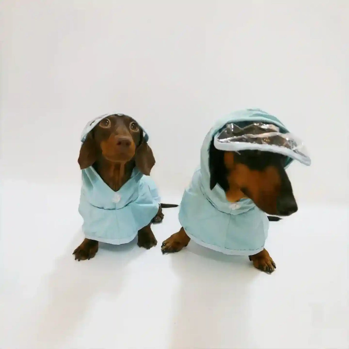 Impermeabile per bassotto Yumi con cappuccio e visiera trasparente by Dog Moda