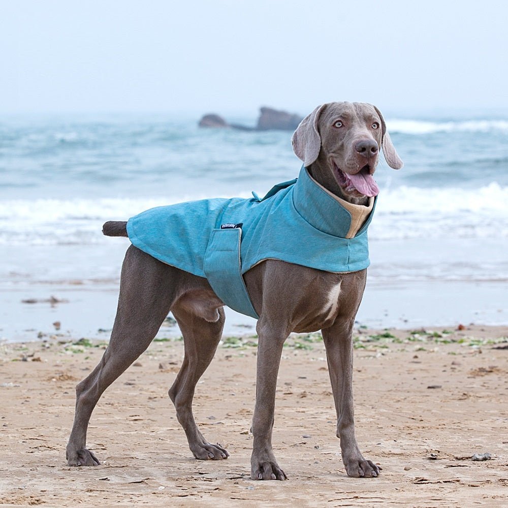 Cappottino per Cani di Taglia Grande Modello "BrotherCatDog" – Imbottitura in Pile e Colletto Anti - Vento - Dog Moda