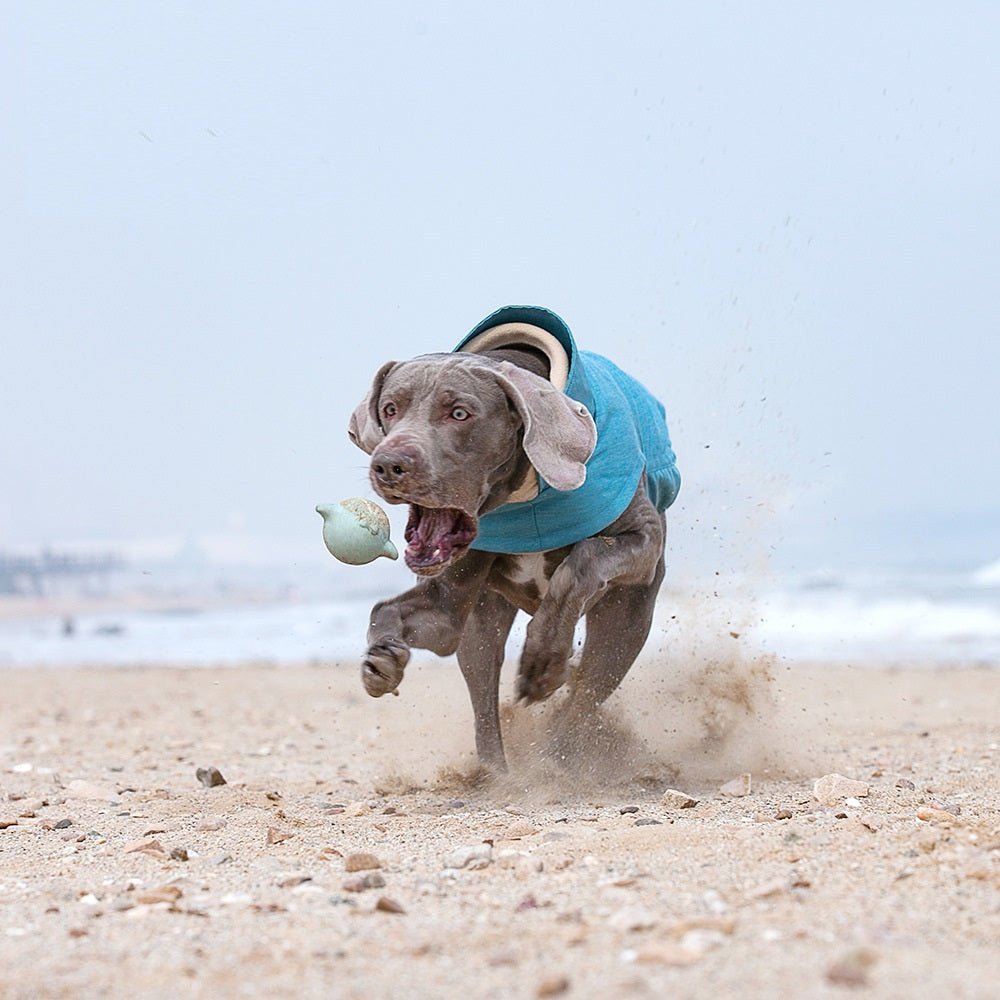 Cappottino per Cani di Taglia Grande Modello "BrotherCatDog" – Imbottitura in Pile e Colletto Anti - Vento - Dog Moda