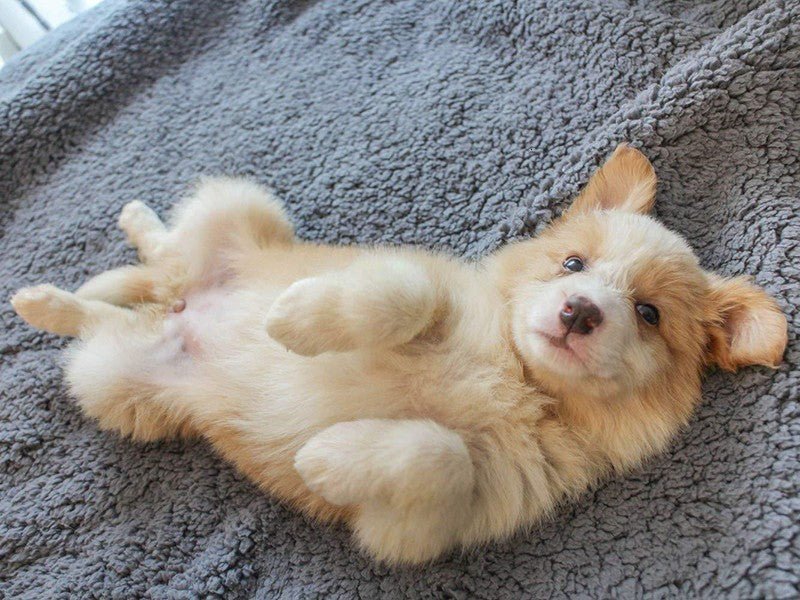 Copertina leggera e calda in morbido pile per cani - Dog Moda