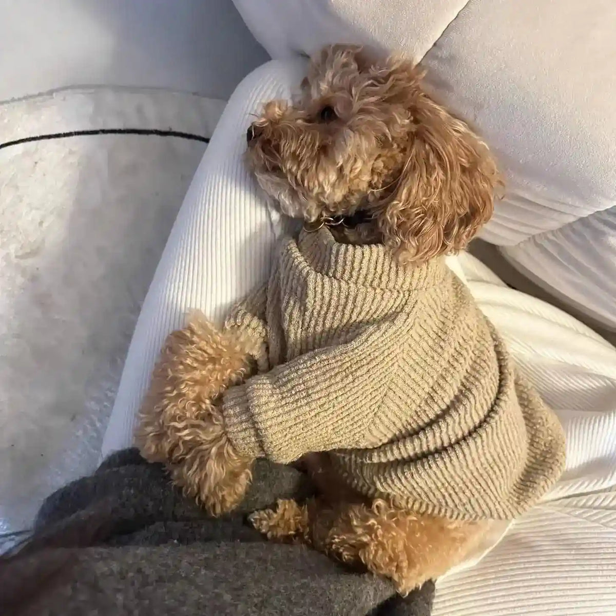 Maglione Cani Coraline Beige - Caldo e Morbido by Dog Moda