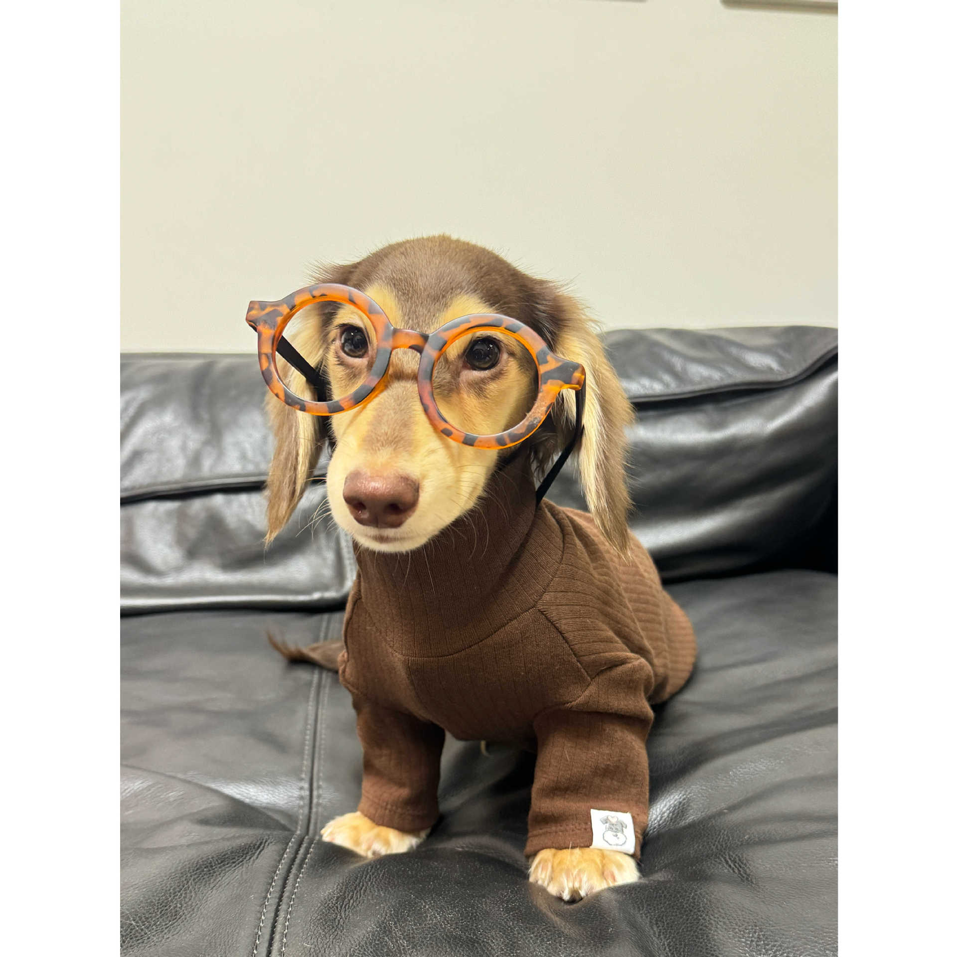 Jersey de Cuello Alto para Perros y Gatos - Algodón Suave Insta-Style