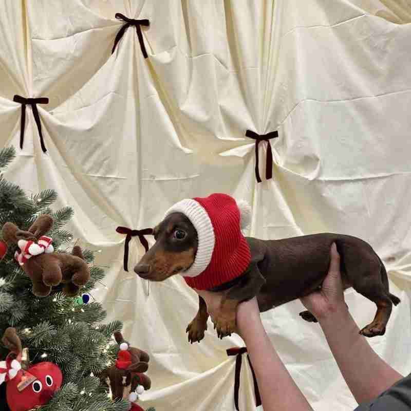 Passamontagna per Cani Natalizio - Cappuccio Rosso Babbo Natale by Dog Moda