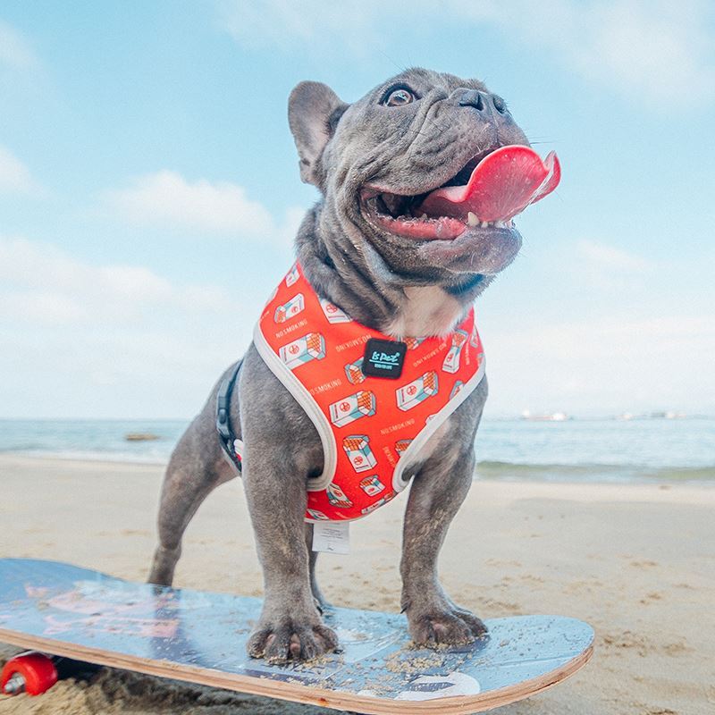 Pettorina e guinzaglio per cani modello "Florida" - IsPet