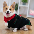 Happy Corgi dog wearing a black Christmas sweater with red scarf and holiday patterns indoors