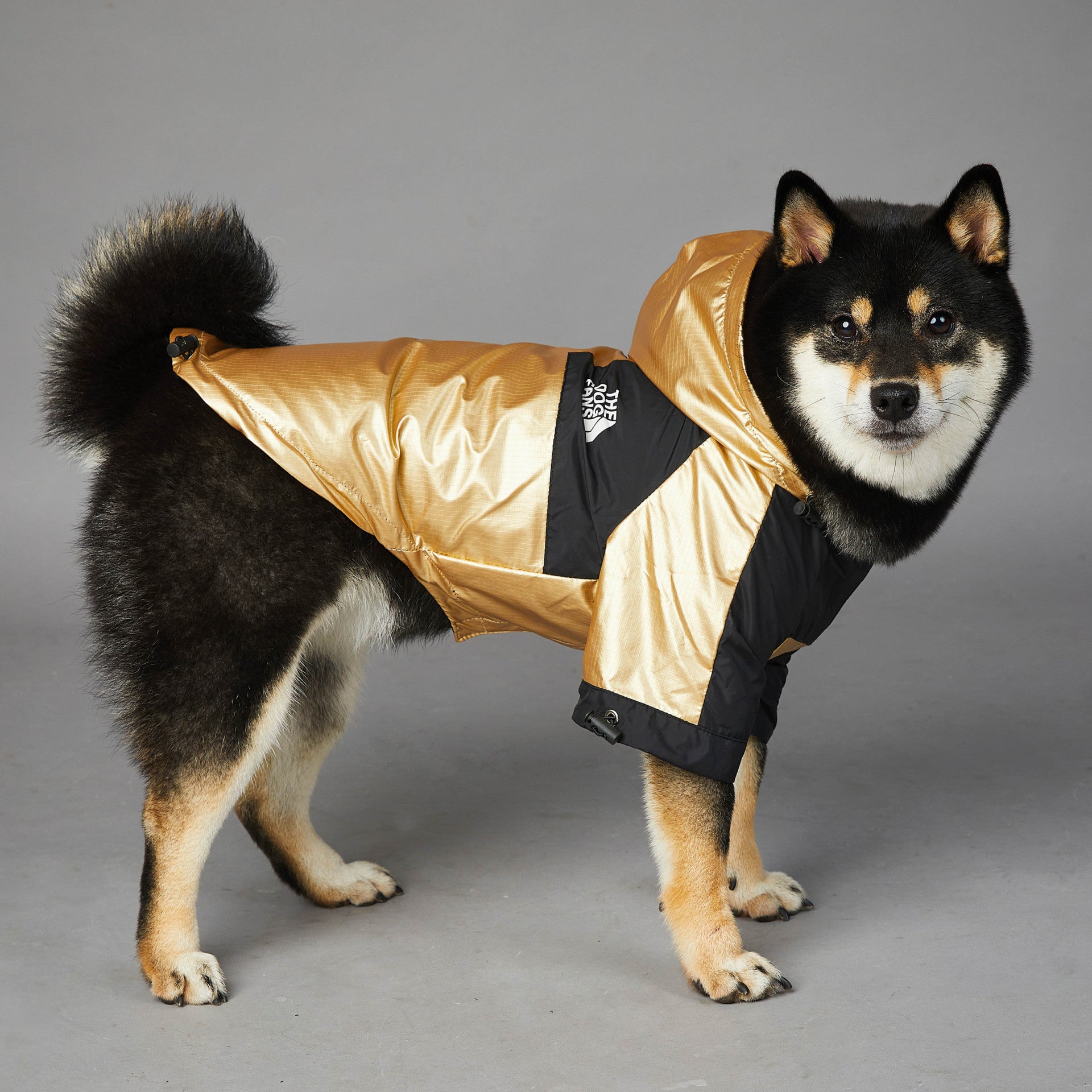 Impermeabile "Gold & Black" by Dog Fans - Eleganza e Funzionalità per il Tuo Cane - Dog Moda