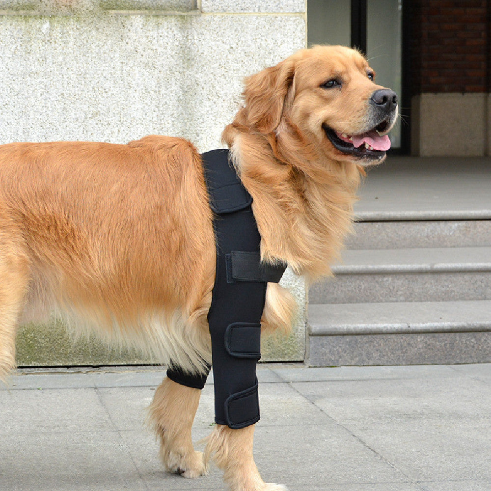 Dog front leg brace