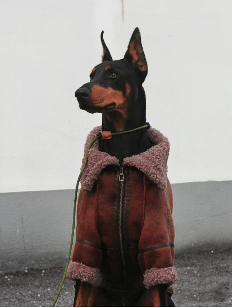 Giacca Jeans per Cani con Collo in Pile - Caldo e Stiloso
