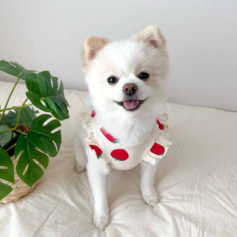 Maglia per Cani con Fantasia a Tinta Unita "Fragola" - Dog Moda