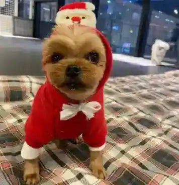 Vestito Natale per Cani con Cappuccio | Babbo Natale e Albero by Dog Moda