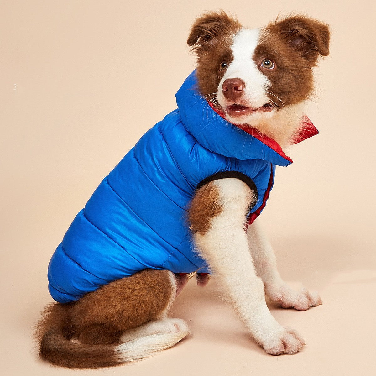 Piumino Double Face "Spice Paws" - Calore e Stile per il Tuo Cane - Dog Moda