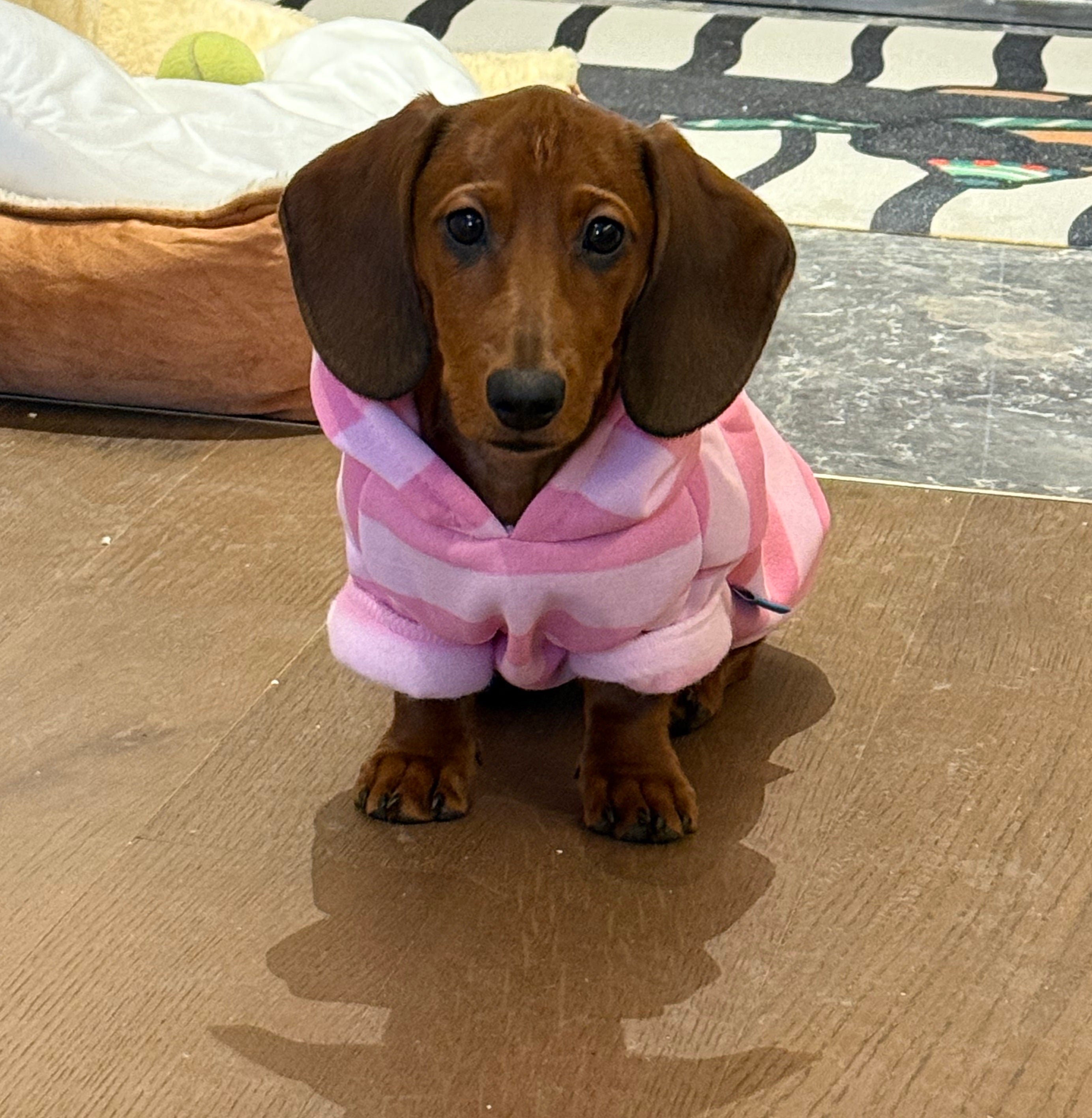 Felpa Bassotto in Pile Rosa - Con Cappuccio e Pettorina