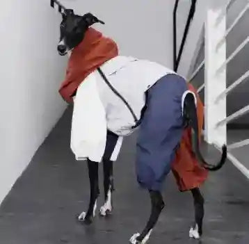 Impermeabile per Cani Neptune 4 Zampe - Antipioggia Antivento by Dog Moda