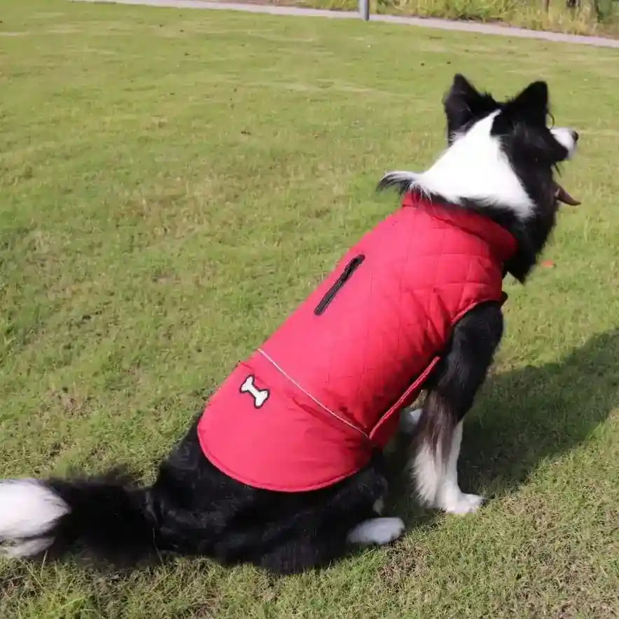 Fashion Autumn And Winter Outdoor Dog Clothes by Dog Moda