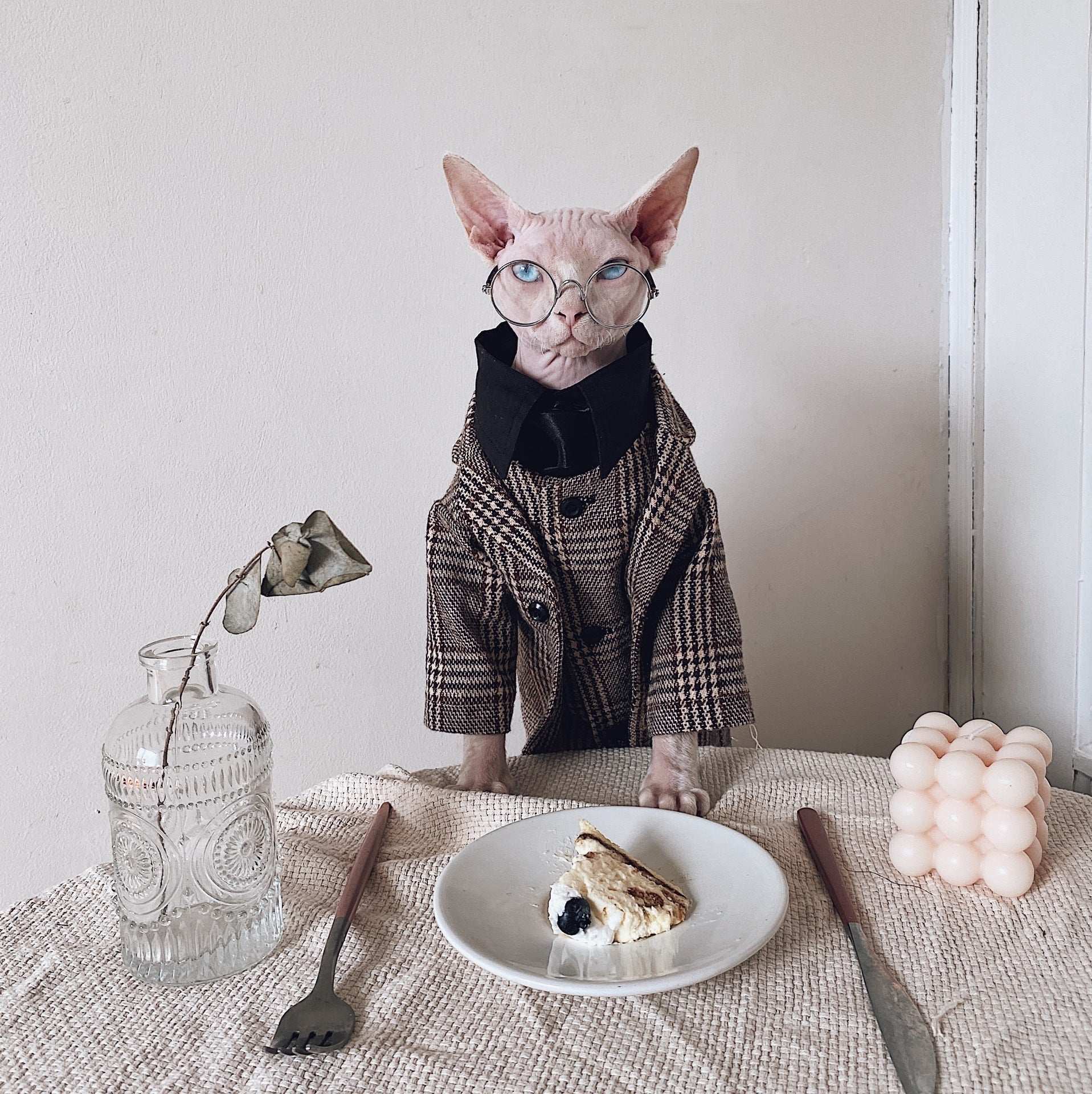 Vestito Elegante per Gatti Sphynx | Completo Giacca e Cravatta | Dogmoda