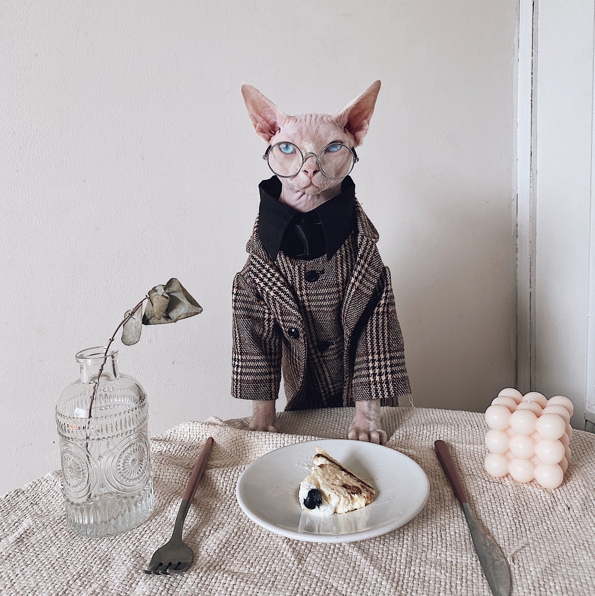 Vestito Elegante per Gatti Sphynx | Completo Giacca e Cravatta | Dogmoda