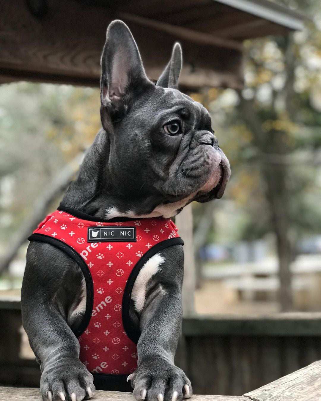 Red Pupreme Dog Harness and Leash Set "NicNic"
