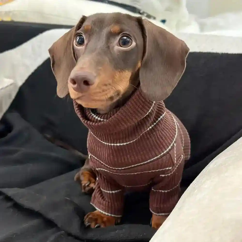 Maglia Bassotto Cani Gatti - Righe Marrone Due Zampe by Dog Moda