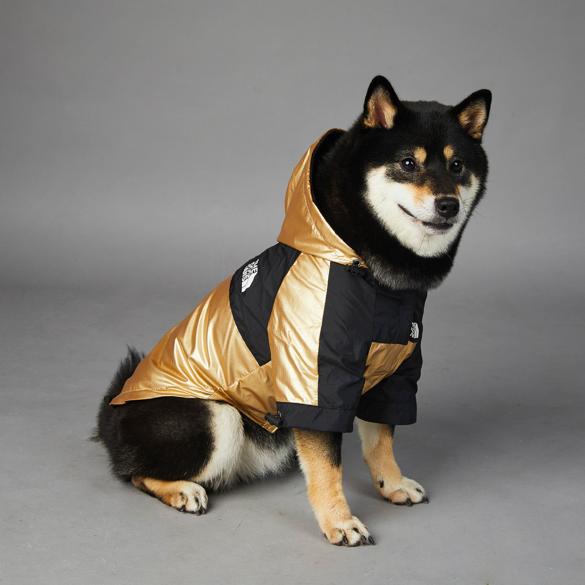 Impermeabile "Gold & Black" by Dog Fans - Eleganza e Funzionalità per il Tuo Cane - Dog Moda