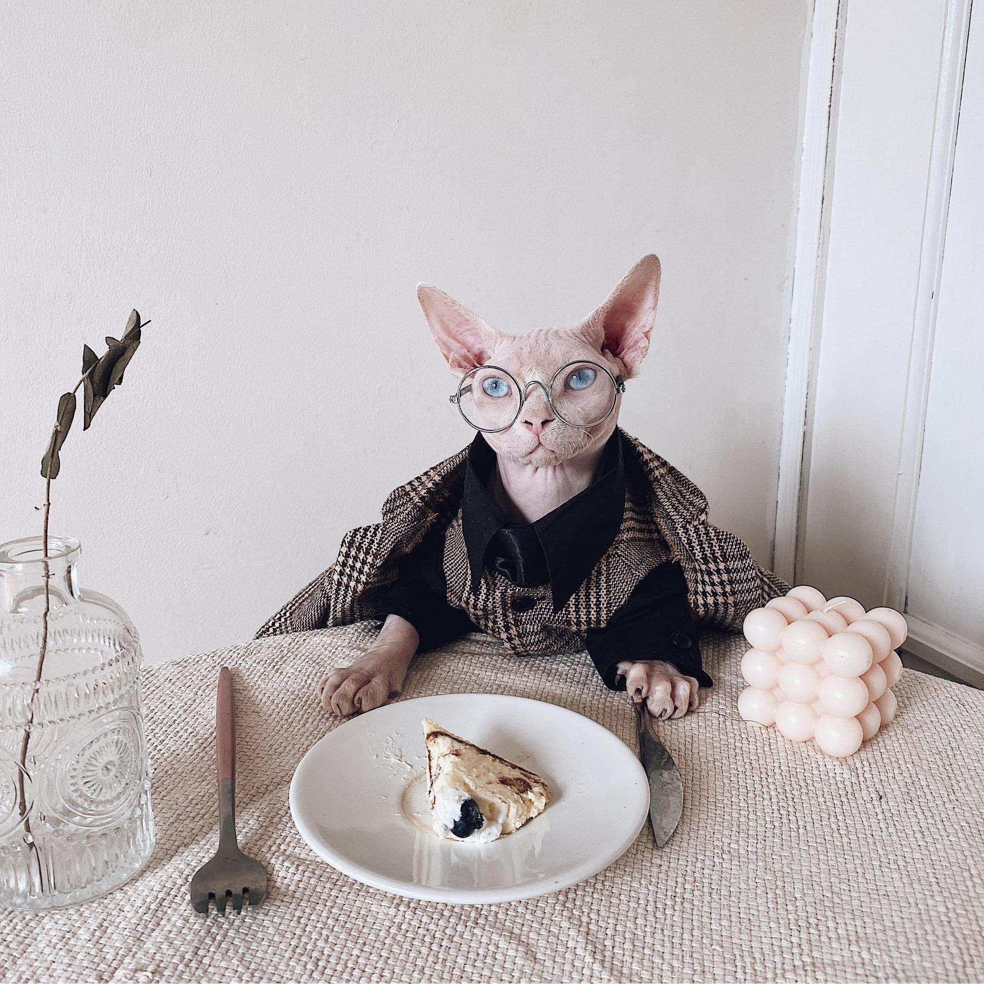 Vestito Elegante per Gatti Sphynx | Completo Giacca e Cravatta | Dogmoda
