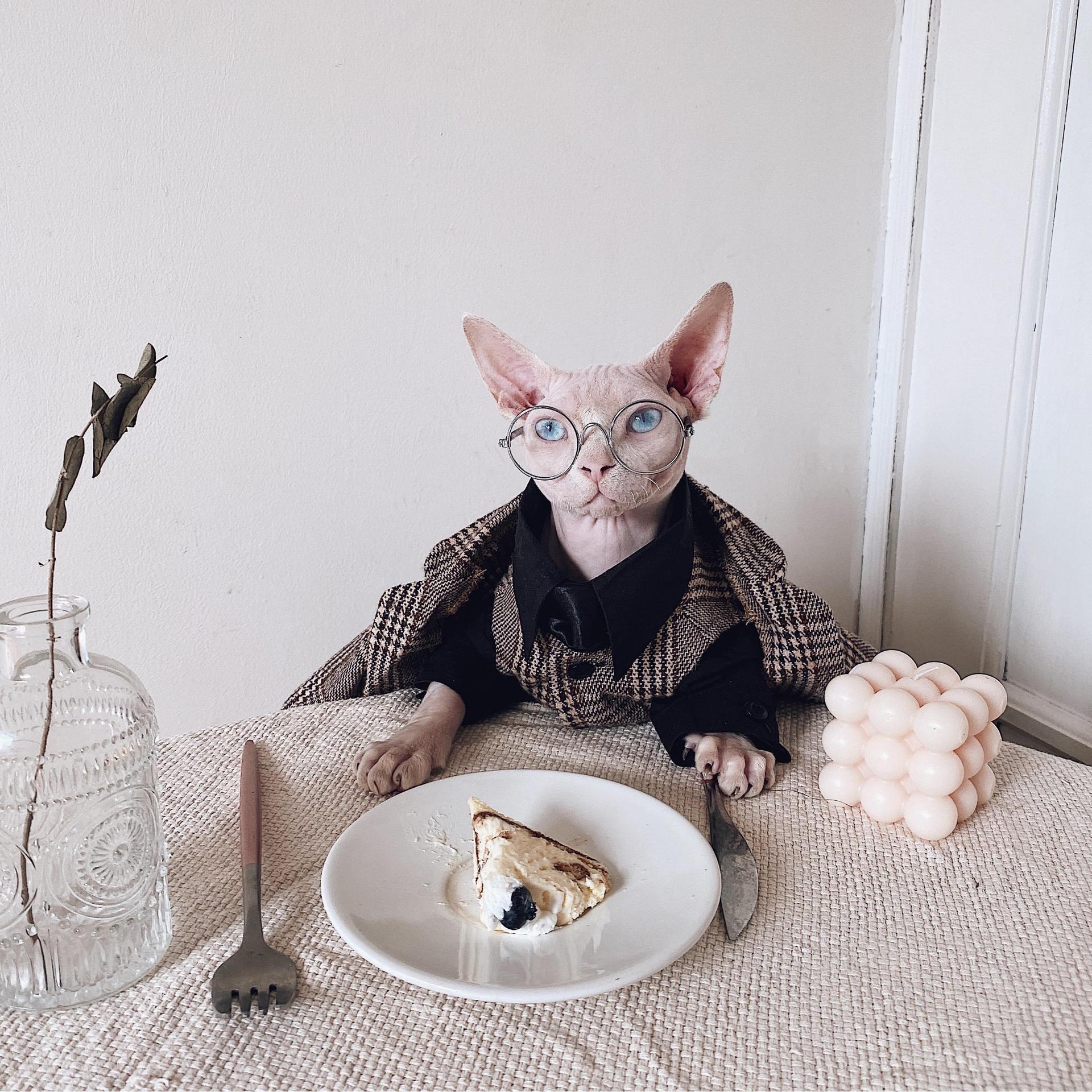 Vestito Elegante per Gatti Sphynx | Completo Giacca e Cravatta | Dogmoda