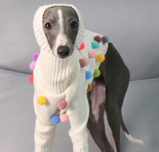 Maglione per Cani Arlecchino Bianco con Pon Pon Colorati