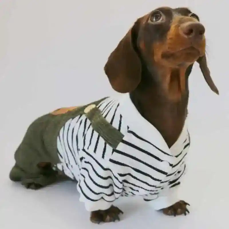 Tuta per Bassotto a righe con bretelle – Moda casual by Dog Moda