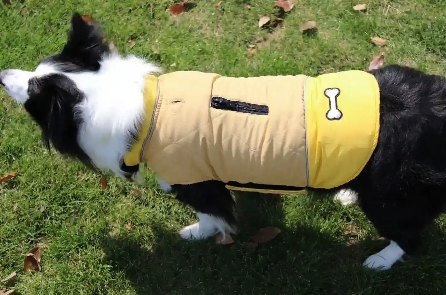 Fashion Autumn And Winter Outdoor Dog Clothes by Dog Moda