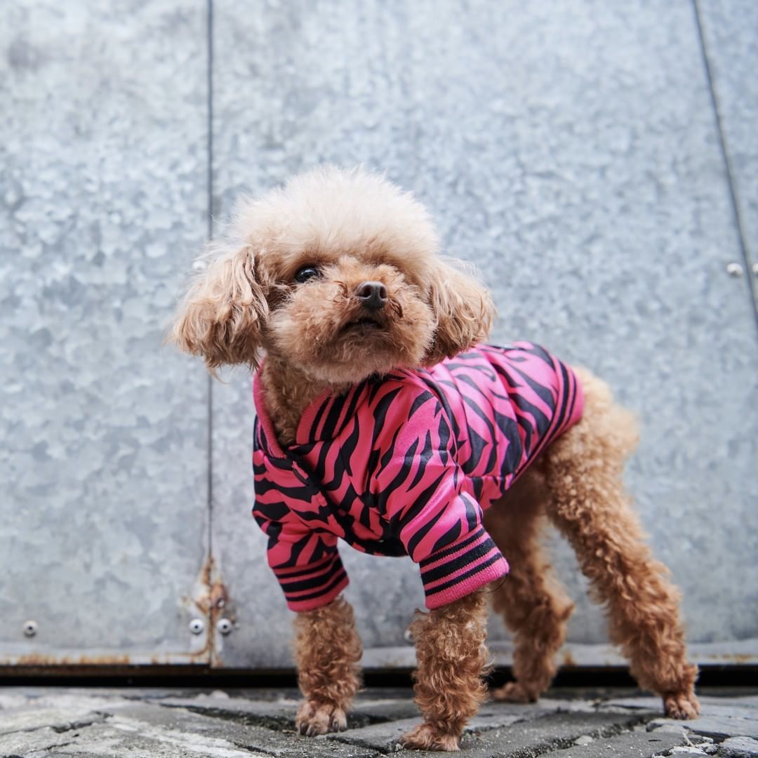 Giacca per cani rosa tigrata "Tiger" - Dog Moda